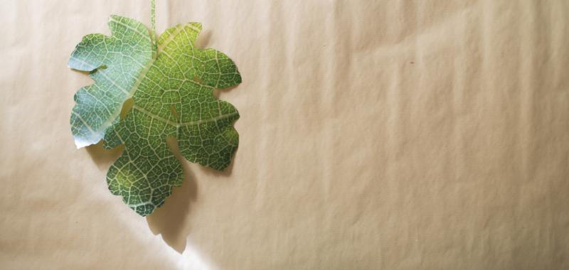 Mención honorífica votación popular categoría general: Ficus carica (higuera)