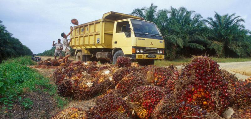 Aproximadamente la mitad de los productos del súper contiene aceite de palma, rico en grasas saturadas.