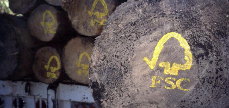 Los bosques son el pulmón de la tierra, pero también son la casa y el alimento para los animales.