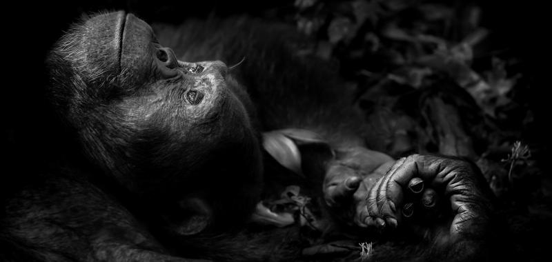 Primer premio en la categoría Retratos de Animales: "Contemplation"