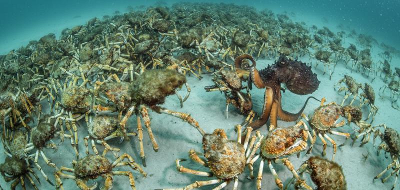 Foto ganadora en la categoría Invertebrados: "Crab surprise"