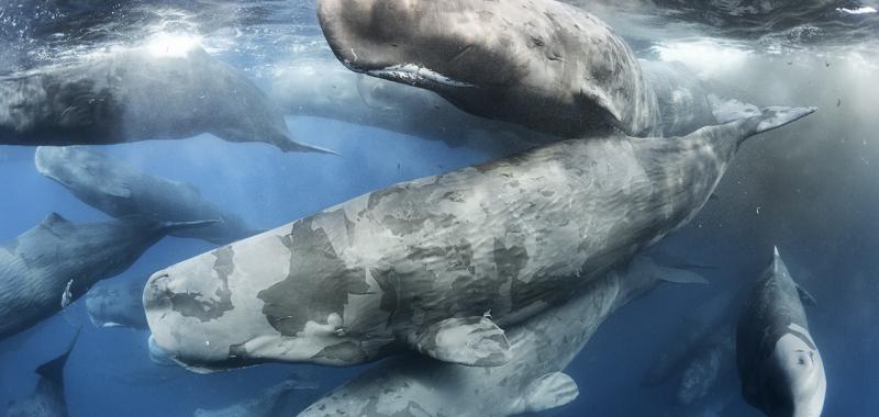 "Giant gathering", foto ganadora en la categoría Mamíferos 