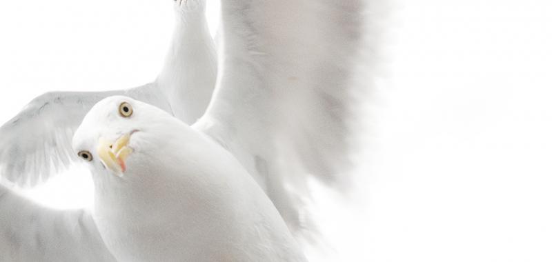 Imagen ganadora en la categoría aves: "In the grip of the gulls"