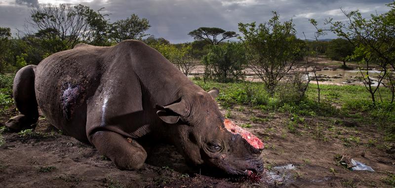 La foto ganadora del concurso: "Memorial to a species"
