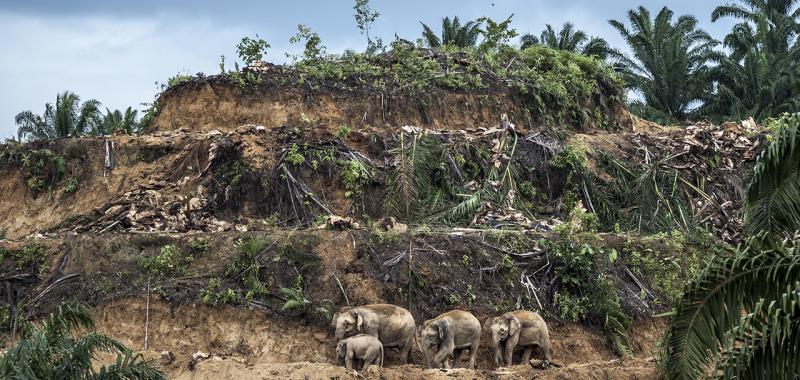 Foto ganadora en la categoría Periodismo: "Palm-oil survivors"