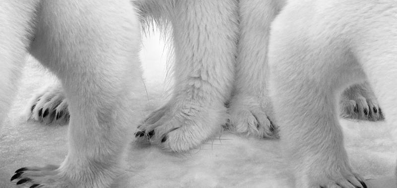 "Polar pas de deux", Fotoganadora en la categoría Blanco y Negro