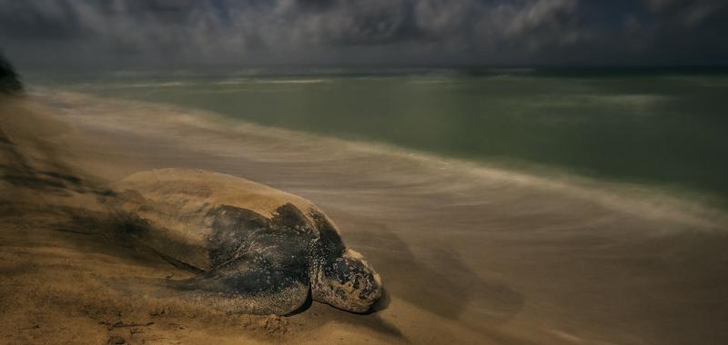 Foto ganadora en la gategoría Reptiles y Anfibios: "The ancient ritual"