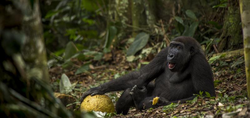 Foto ganadora en la categoría Fotografo joven del año: "The good life"