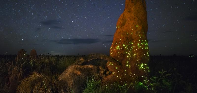 Foto ganadora en la categoría Animales: "The night raider"