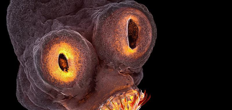 Esta criatura de pesadilla es el gusano Taenia solium, capturada a x200 aumentos. La imagen fue finalista en el concurso de fotografía Small World de Nikon.