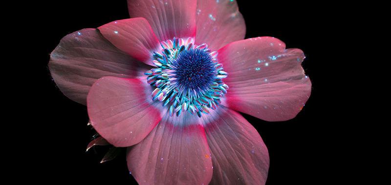  Esta imagen de luz ultravioleta del fotógrafo estadounidense Craig Burrows revela los matices ocultos de una flor de anémona.