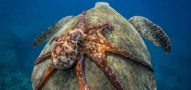  Este viaje "interespecies" fue capturado por el fotógrafo Michael Hardie en las aguas de Hawai. La imagen fue finalista en el concurso anual de fotos de Smithsonian.com.