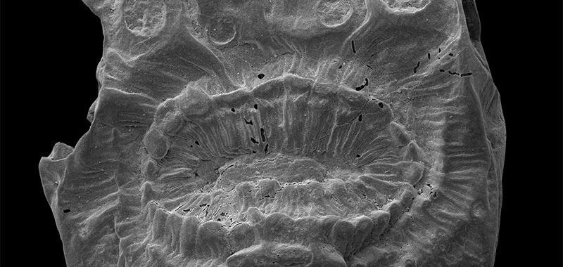 El Saccorhytus coronarius, un fósil a escala milimétrica de al menos 529 millones de años. La especie, descubierta en enero, podría ser el miembro más antiguo conocido de los deuteróstomos, el grupo de animales que incluye a los vertebrados.