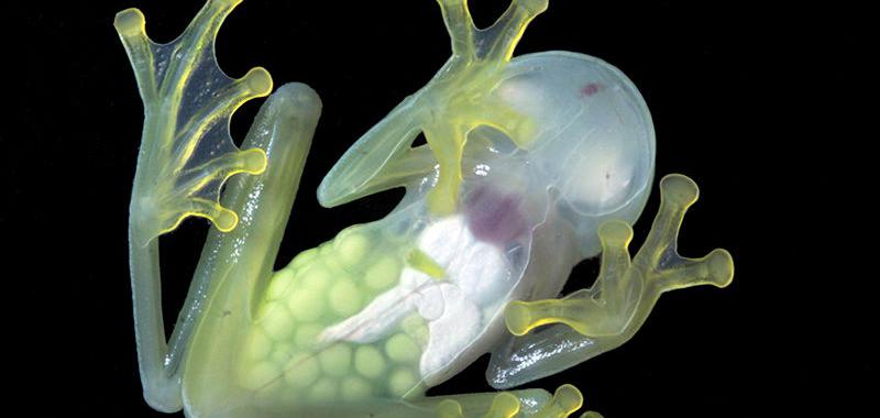 Los huevos dentro de esta "rana de vidrio" (Hyalinobatrachium colymbiphyllum) son claramente visibles a través de su vientre transparente.