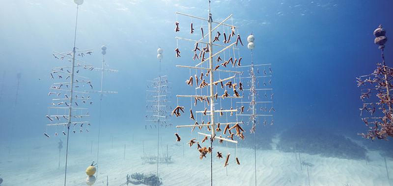 Más de 400 árboles de coral crecen en este vivero frente a la costa de Tavernier, Florida. La iniciativa pretende alimentar a los corales que en la naturaleza están cada vez más amenazados.