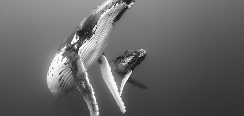 Elegante madre y cría