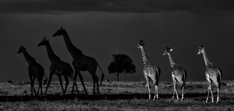 El lado oscuro de las llanuras