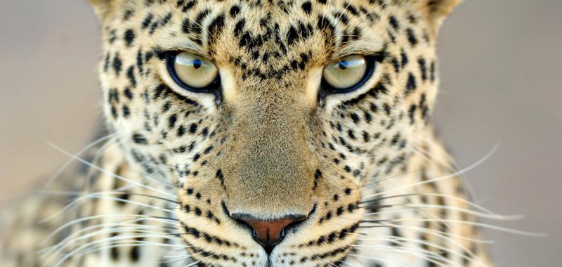 Mirada de leopardo