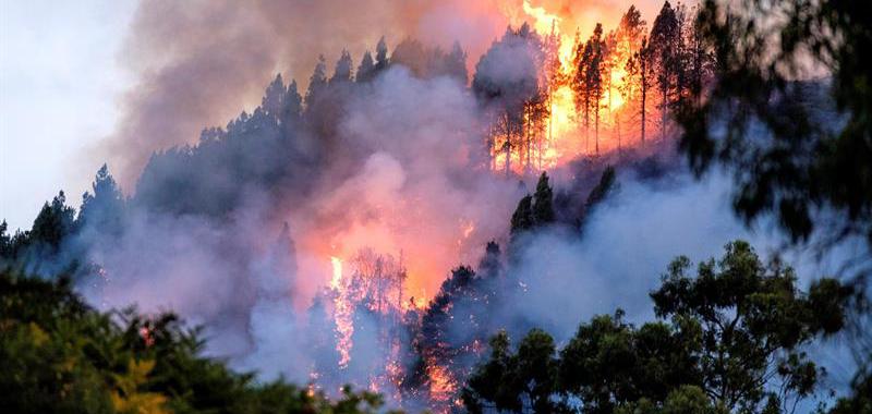 Incendio forestal en Gran Canaria