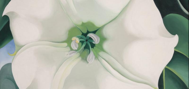 Estramonio Flor Blanca nº1, 1932