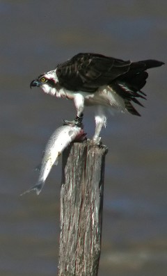 Un ejemplar de águila pescadora (CSIC)