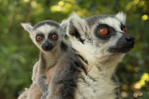 Lemur de cola anillada. Faunia