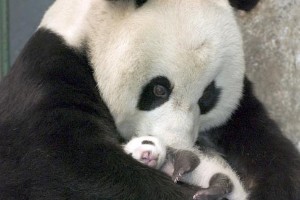 Una osa panda con su cría. Efe