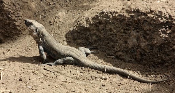 Lagarto gigante de La Gomera. EFE/Carlos Fernández