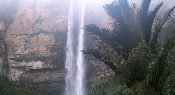 Bosques amazónicos.
