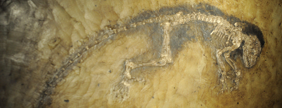 Hallado el ancestro más primitivo de los humanos con 47 millones de años. EFE