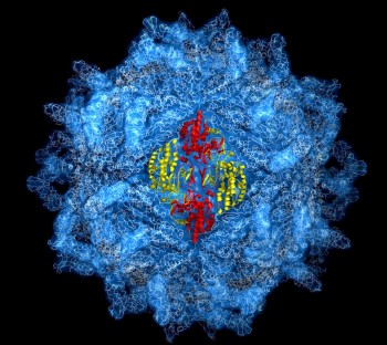 Imagen de los más de cinco millones de átomos de una cápsida vírica, estructura proteica que rodea y encierra el material genético del virus, que tras más de tres años de investigación ha sido captada por un equipo de científicos de la Rice University (EEUU). Efe