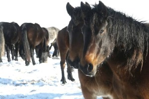 Grupo de caballos. Efe