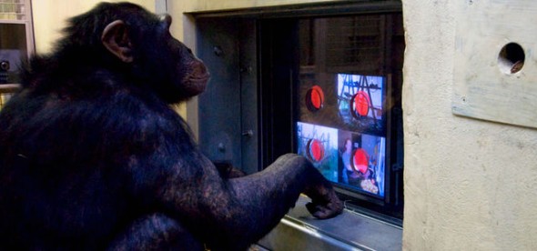 Uno de los chimpancés que ha participado en el documental para la BBC (Foto: www.bbc.co.uk)