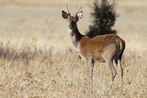  El inicio de la berrea, el ciclo biológico de apareamiento de los ciervos, con los bramidos de estos animales en celo que resuenan en los montes y rañas del Parque Nacional de Cabañeros, es el momento que aprovechan los amantes de la naturaleza para disfrutar del espectáculo sonoro y visual que supone ver a uno de los más espléndidos animales que pueblan los montes de la Península Ibérica. En la imagen, un vareto (ciervo joven de menos de un año) mirando con curiosidad. EFE/Mariano Cieza Moreno