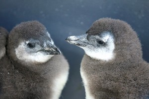 Crías de pingüino. Efe