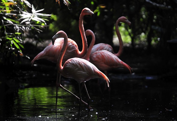 Varios Flamingos en el santuario ecológico 'La Esperanza', un proyecto iniciado hace casi medio siglo por un científico mexicano y que ahora es un espacio que da cobijo a más de 3.000 aves, muchas de ellas pertenecientes a especies en peligro de extinción, ubicado en el municipio de Ixtapaluca, del central Estado de México. EFE/Sáshenka Gutiérrez