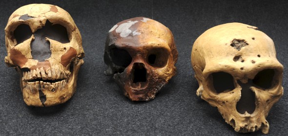 Cráneos utilizados por un equipo internacional de investigadores, con participación española, que ha descifrado el primer borrador del genoma del neandertal (Efe)