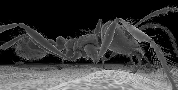 Una hormiga captada con una nanocámara (Foto: Obra Social la Caixa)
