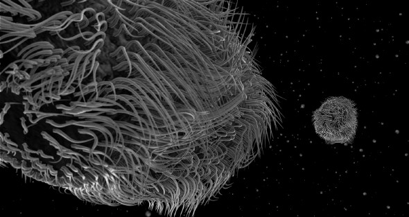 Paramecio captado por una nanocámara (Foto: Obra Social la Caixa)