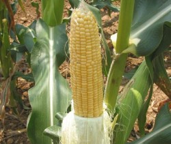 Maiz transgénico.