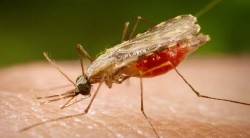 El mosquito Anófeles transmite la malaria.
