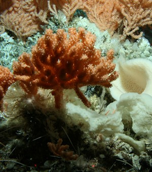 corales cubiertos de esponjas marinas