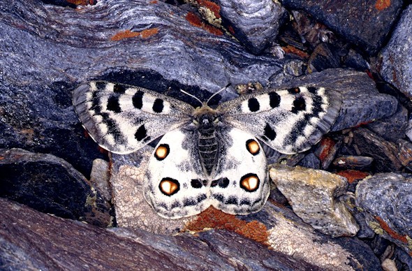 Fotografía facilitada por la Universidad Autónoma de Madrid de una mariposa Apolo (Parnassius apollo) en Sierra Nevada (Granada). Entre el cinco y el diez por ciento de las 230 especies de mariposas que viven en España están amenazadas o en peligro de extinción debido a la destrucción de hábitats y al cambio climático, entre ellas Apolo y la Niña de Sierra Nevada. Según la última edición de la Lista Roja Europea de la Unión Internacional para la Conservación de la Naturaleza (UICN), recién publicada, Europa alberga 435 especies de mariposas, de las que un nueve por ciento corre peligro de desaparecer. EFE