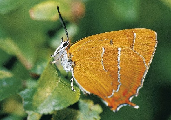 Juan Carlos Vicente y Antonio García, autores del libro Mariposas diurnas de la Comunidad de Madrid, han localizado a la que consideran la mariposa más bella de Europa