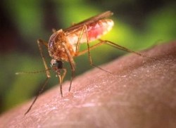 La solución a los mosquitos, repelerlos.