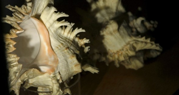 400 caracolas de las 9.000 que coleccionó Neruda, expuestas en el Instituto Cervantes (Efe)