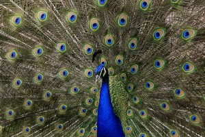 Imagen de un pavo real desplegando sus plumas. Efe