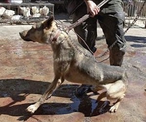 Perro muy peligroso encadenado tratado por personal especializado. Foto: Efe