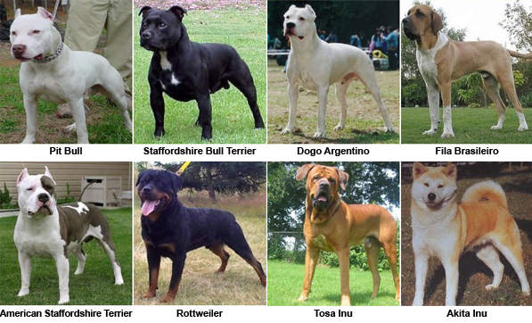 Lista oficial de perros potencialmente peligrosos.