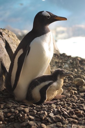 Pingüino Papua y su cría. Faunia